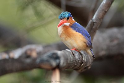Kleine gekuifde ijsvogel