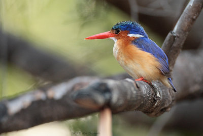 Kleine gekuifde ijsvogel