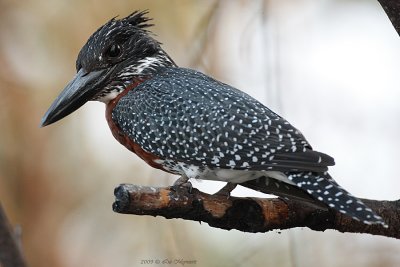 Afrikaanse Reuzenijsvogel
