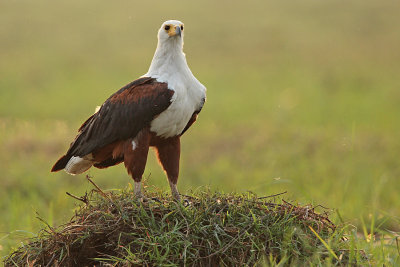 Afrikaanse Zeearend