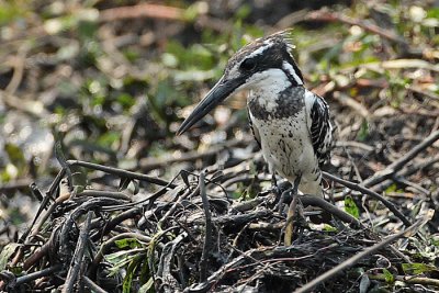 Bonte IJsvogel