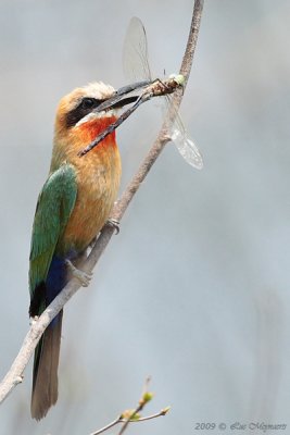 Witkapbijeneter