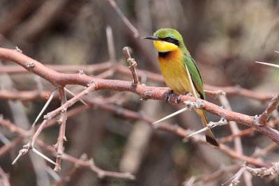 Kleine bijeneter - Little bee-eater