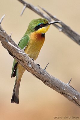 Kleine bijeneter - Little bee-eater