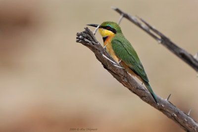 Kleine bijeneter - Little bee-eater