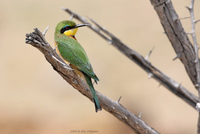 Kleine bijeneter - Little bee-eater