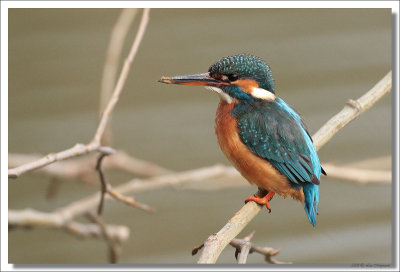 Kingfisher -Alcedo atthis - IJsvogel10.jpg