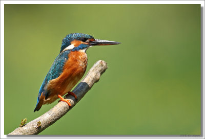 Kingfisher -Alcedo atthis - IJsvogel