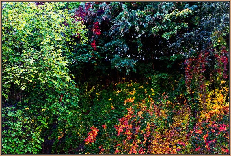 24-Autumn-in-my-Backyard--Sept.-2008.jpg