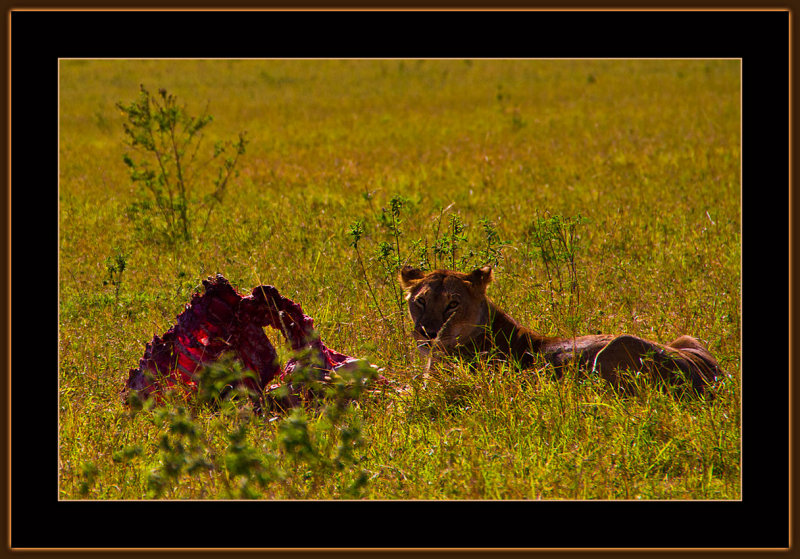 63-=-IMG_2612-=-A-Lioness-having-breakfast.jpg