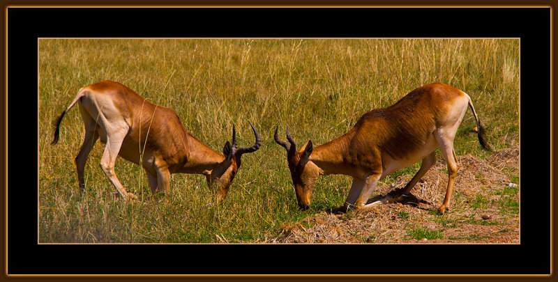 101-=-IMG_2690-=-Hartebeest-fight--V8.jpg