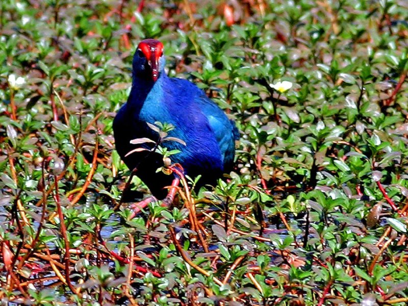 62-Purple-Moorhen.jpg