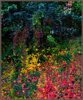 25-Autumn-in-my-Backyard--Sept.-2008.jpg