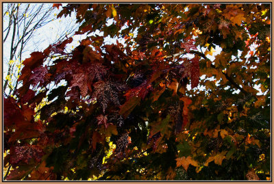 47-Autumn-in-oslo-2008.jpg