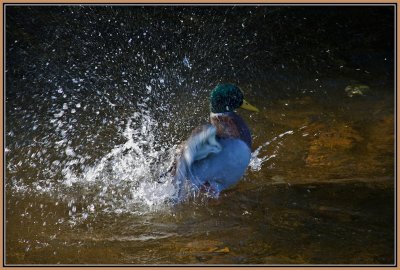 7-In-the Shower.jpg