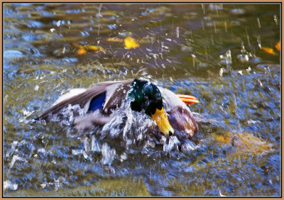 15-Bathing-Duck.jpg