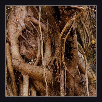 99-Part-of-a-Banyan-Tree.jpg