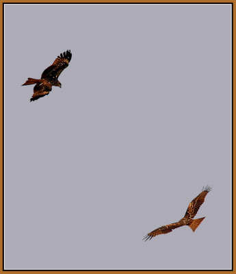 105-Black-Kites.jpg