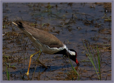 110-Red-Wattled-Lapwing-in-a-small-Pond-V2.jpg