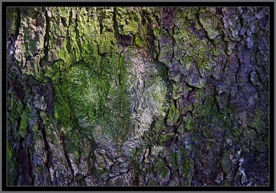 115-Abstract-in-a-Tree-8.jpg