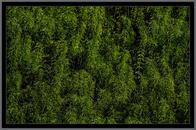 117-A-wood-of-grass.jpg