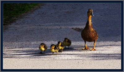 21-Mom-and-Chicks-1b.jpg