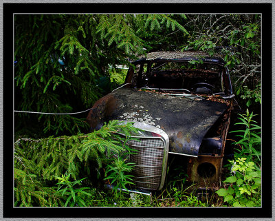 12-Lost-in-the-Forest.jpg