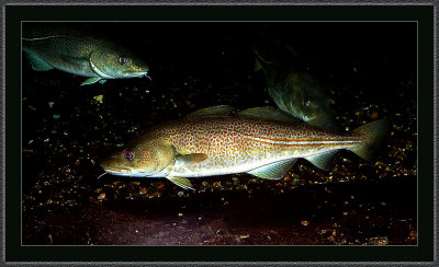 103-From-Aquarium-in-Bergen---IMG_0058.jpg