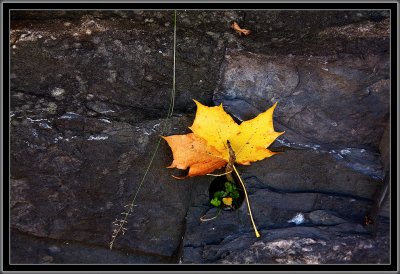 57-Autumn-Leaf.jpg