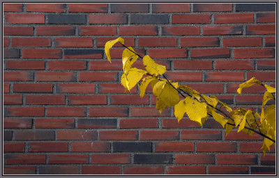 58-Autumn-leaves-in-front-of-Wall.jpg