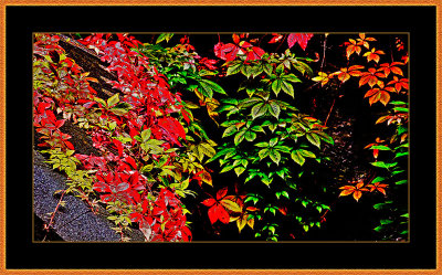 59-Virginia-creeper-before-Vinter-2009.jpg