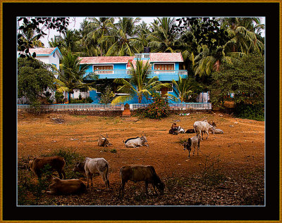55-Architecture-and-Cattle-in-Candolim.jpg