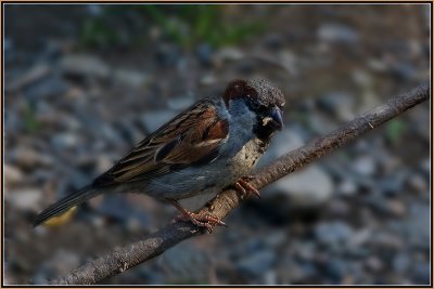 05 A-Sparrow-with-his-Supper.jpg