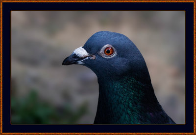 08 Pigeon-Portrait.jpg