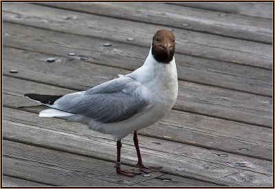 09 Brownheaded-Gull-in-Portrait.jpg