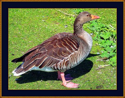 12 Greylag-Goose in Portrait.jpg