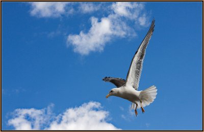 14 Seagull-by-Oslo-Harbour.jpg