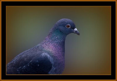 18-Colourfull-Pigeon.jpg