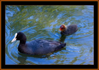 20-Mammyy......Waaait = Common-Coot-with-Chicken.jpg