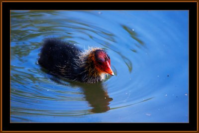 21-Common-Coot-Chicken.jpg