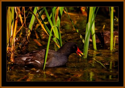 25-Common-Moorhen-with-an-open-Bill-in-her-usual-Invironment.jpg