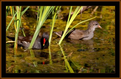 26-Common-Moorhen-and-her-Juvenile.jpg