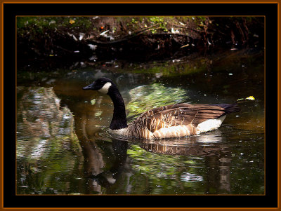 31-Canada-Goose-swimming.jpg