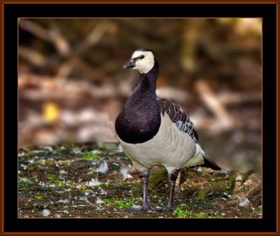 38-Barnacle-Goose-1.jpg