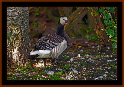 39-Barnacle-Goose-turns-the-Ass-to-the-Photographer.jpg