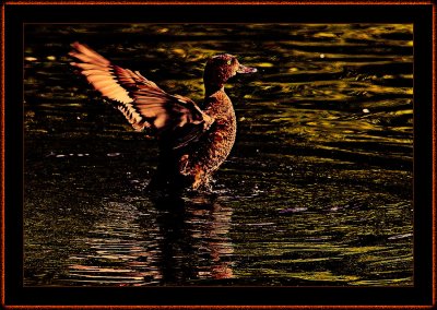 50-=-Juvenile-Greater-Scaup.jpg