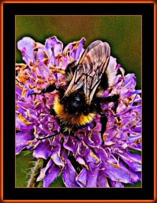 115-Bumble-Bee-in-noisy-Invironment.jpg