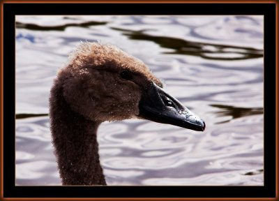 52-Portrait-of-a-juvenile-Swan.jpg