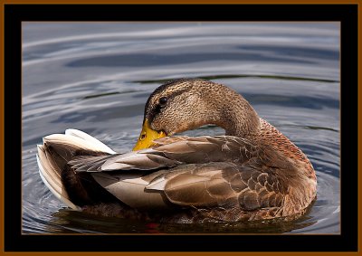 56-Duck-cleaning-feathers-2.jpg