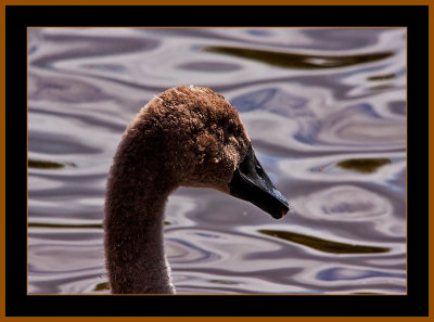 59-Portrait-of-a-Juvenile-Swan-2.jpg